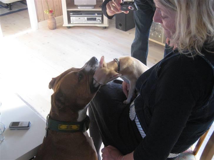 Amerikansk staffordshire terrier Felix - Hvem har brug for dentastix med så´n lille sag i nærheden :)  billede 12