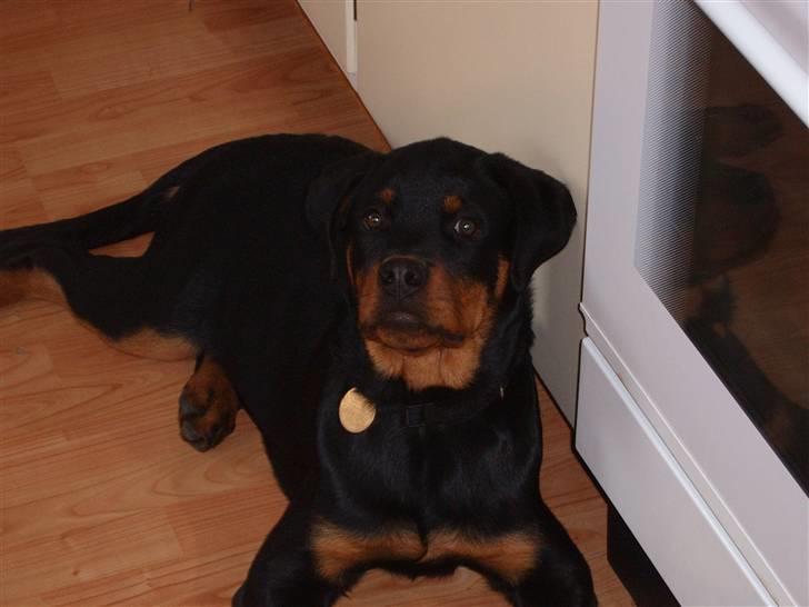 Rottweiler Felix billede 15