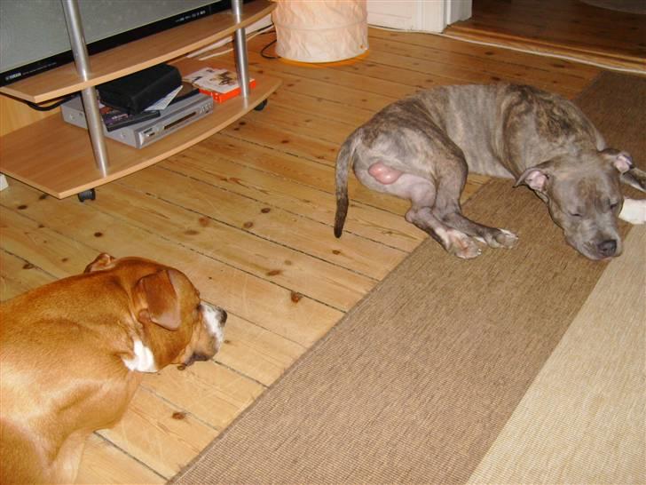 Amerikansk staffordshire terrier Felix billede 13