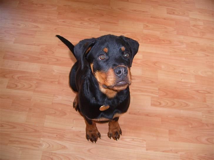 Rottweiler Felix billede 16