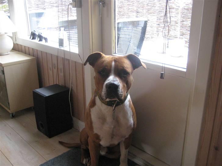 Amerikansk staffordshire terrier Felix billede 14