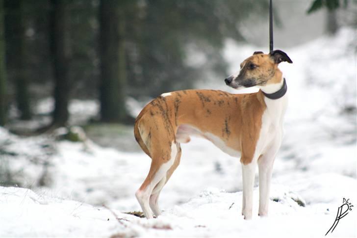 Whippet Airescot Baffinbay Bobbie - Hei med jer! Jeg hedder Bobbie, eller Airescot Baffinbay Bobbie. xD Men sige bare Bobbie xD billede 2