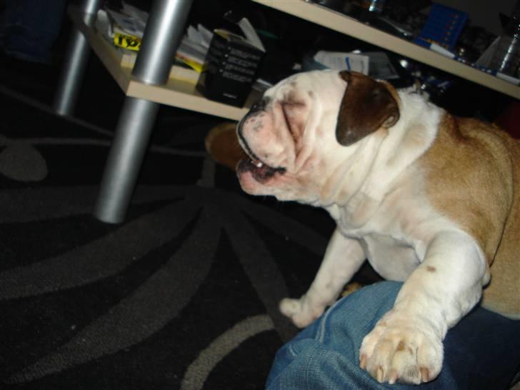 Engelsk bulldog Nuggi billede 10