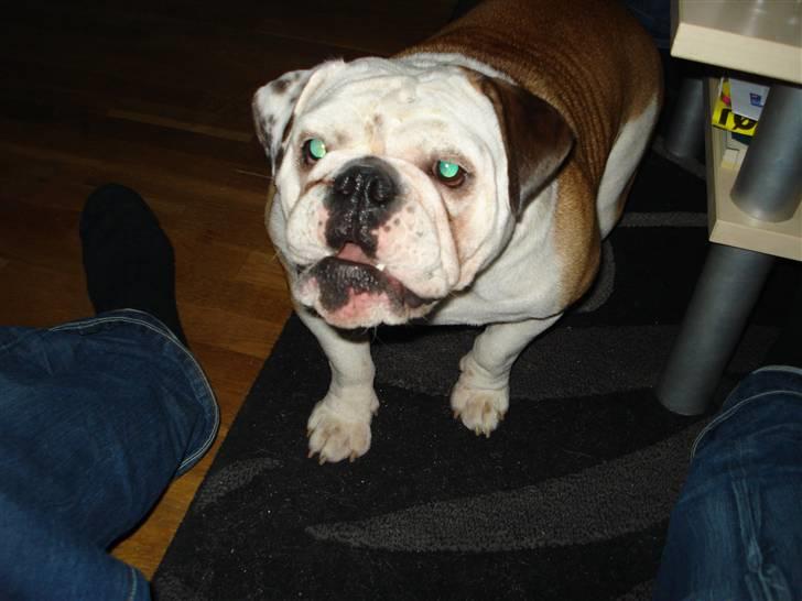 Engelsk bulldog Nuggi billede 11