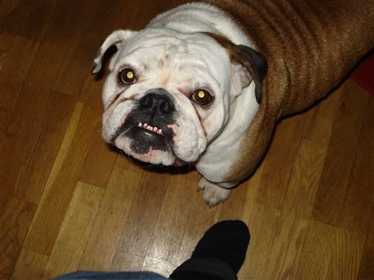 Engelsk bulldog Nuggi billede 12