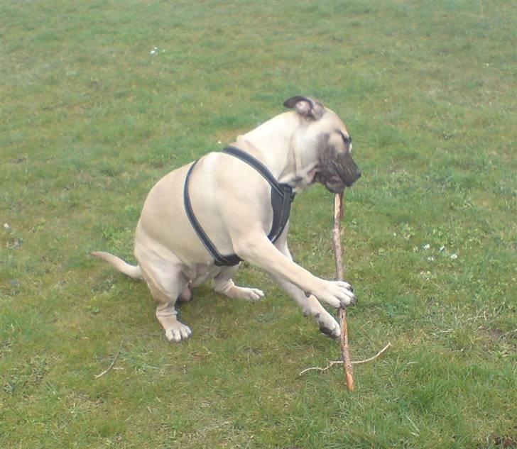 Dogo canario Zera  - 13 måneder billede 11