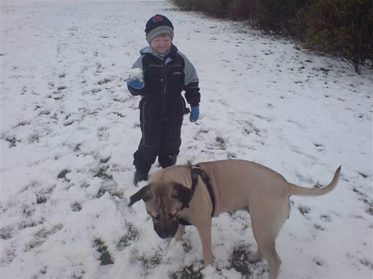 Dogo canario Zera  - 12 måneder billede 12