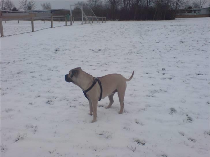 Dogo canario Zera  - 12 måneder og helt vild med sne :D billede 13