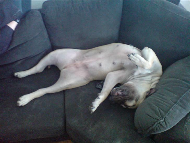 Dogo canario Zera  - sådan ser det ud når man rigtig dovner (og fylder) billede 14