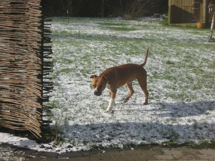 Amerikansk staffordshire terrier Felix billede 15