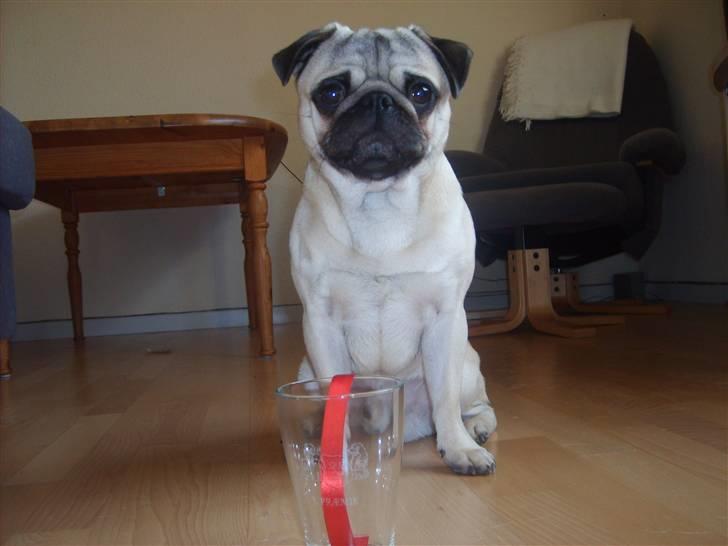 Mops Frede... - Se hvad jeg har vundet far.. er jeg ikk dygtig? :P billede 19