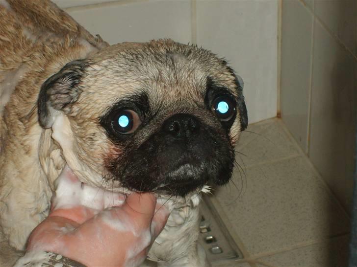 Mops Frede... - Pu ha er helt udmattet.. billede 20