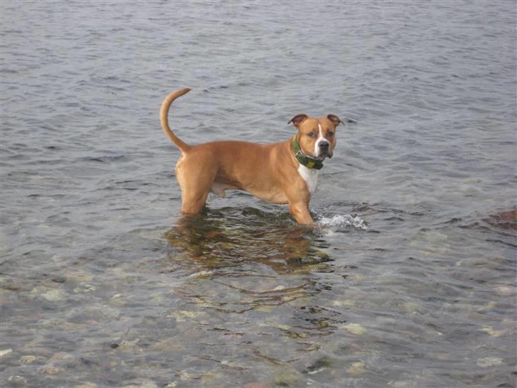 Amerikansk staffordshire terrier Felix billede 16