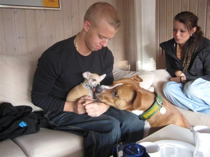 Amerikansk staffordshire terrier Felix billede 17