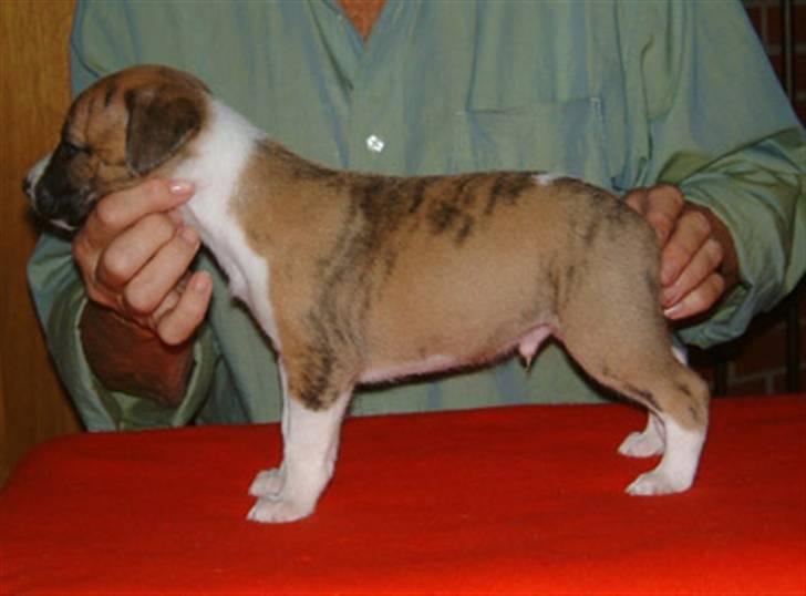 Whippet Airescot Baffinbay Bobbie - Er jeg ikke sød som hvalp? billede 3