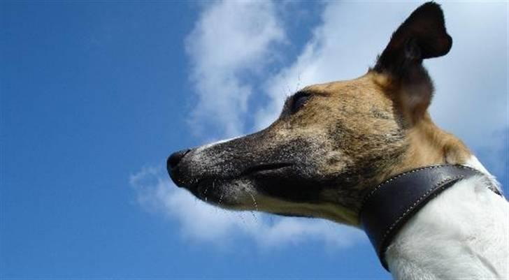 Whippet Airescot Baffinbay Bobbie - Hej...! billede 4