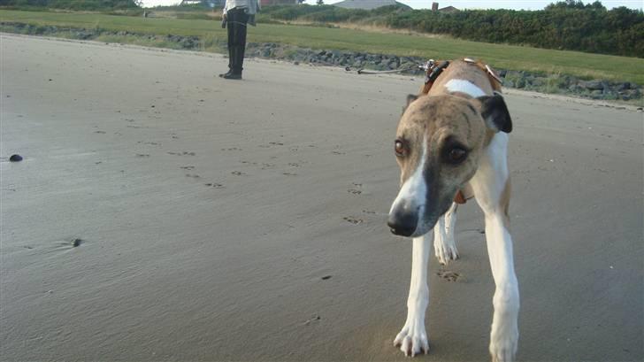 Whippet Airescot Baffinbay Bobbie - Jeg kommmer! Men jeg gå ikke ud i det vand! billede 5