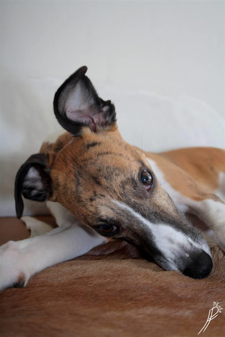 Whippet Airescot Baffinbay Bobbie - Hejsa! billede 6