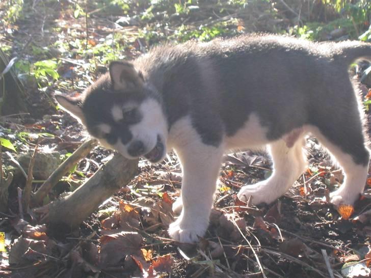 Alaskan malamute Alma noatuns Gejst Amlet  - God at have når tænderne klør.. billede 1