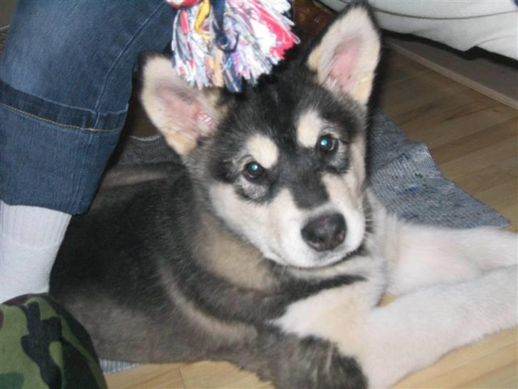 Alaskan malamute Alma noatuns Gejst Amlet  - Halløj.... billede 2