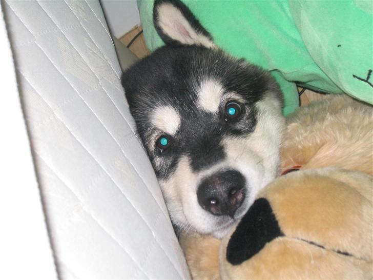 Alaskan malamute Alma noatuns Gejst Amlet  - jeg gemmer mig billede 3