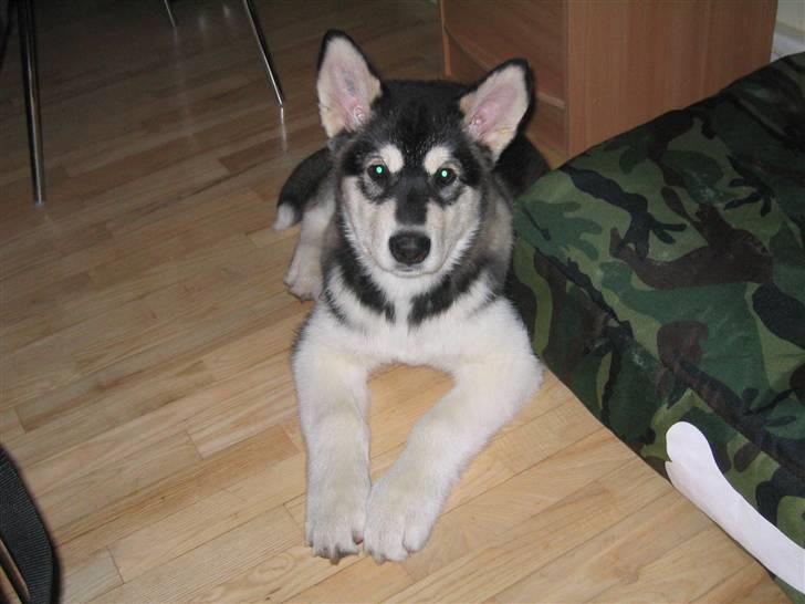 Alaskan malamute Alma noatuns Gejst Amlet  billede 4