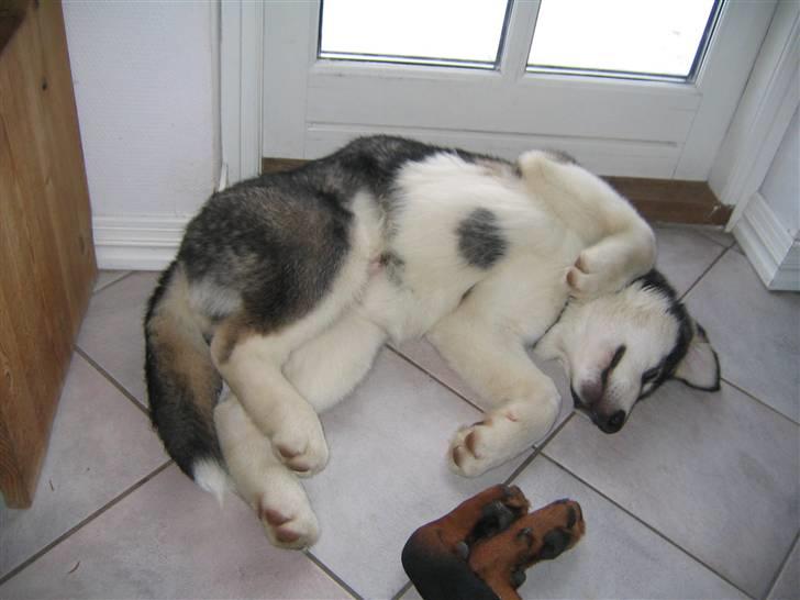 Alaskan malamute Alma noatuns Gejst Amlet  - Det har været en hård dag.. billede 5