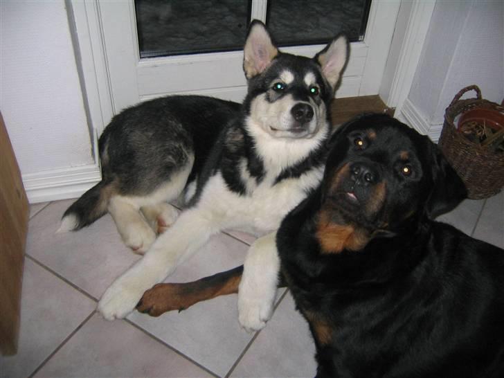 Alaskan malamute Alma noatuns Gejst Amlet  - En lur for to,da de var venner.. .-) billede 6