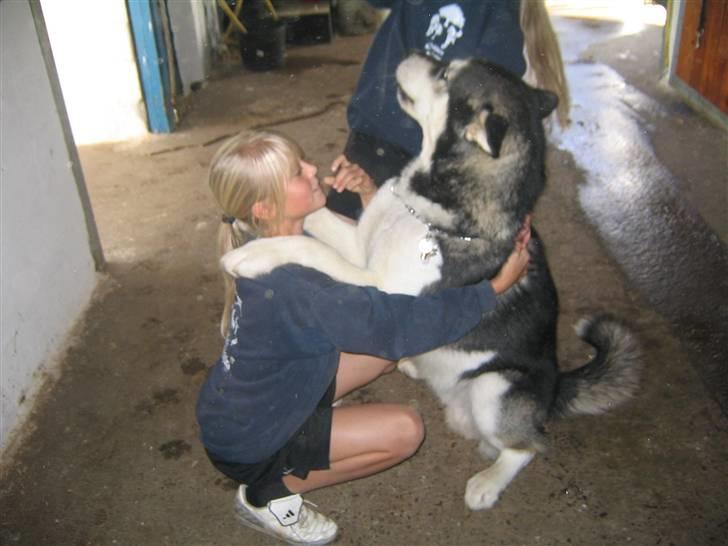 Alaskan malamute Alma noatuns Gejst Amlet  - En krammer til en af pigerne.. billede 7