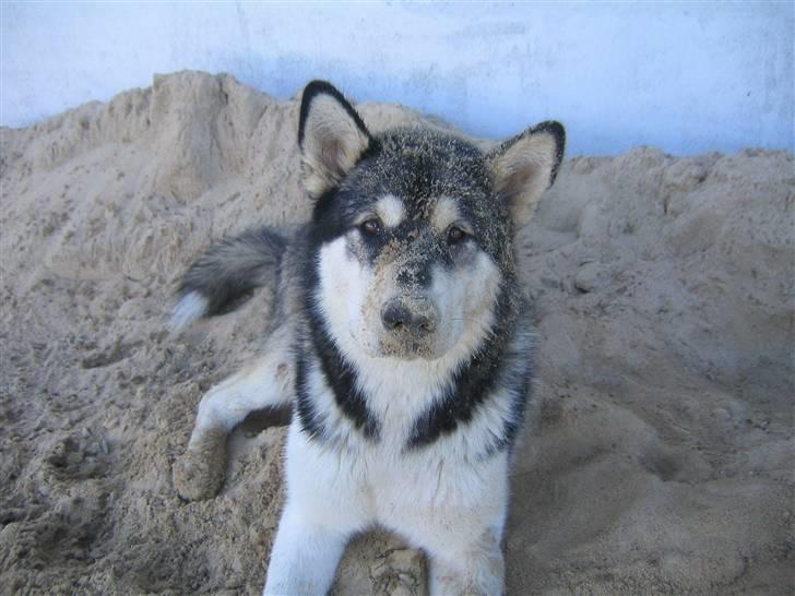 Alaskan malamute Alma noatuns Gejst Amlet  - Dejligt at rulle i sandet når man er lidt våd.. billede 8