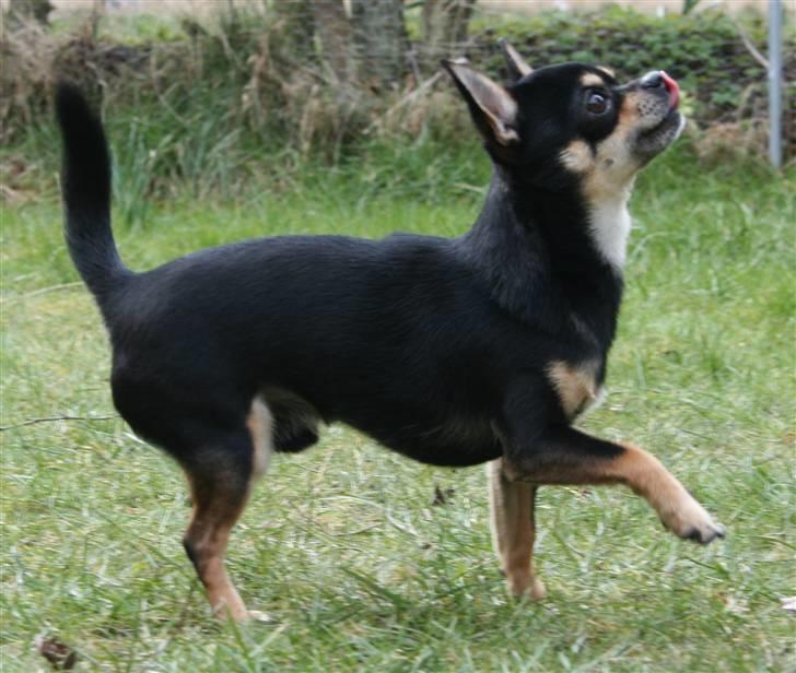 Chihuahua                   Zubin   billede 3