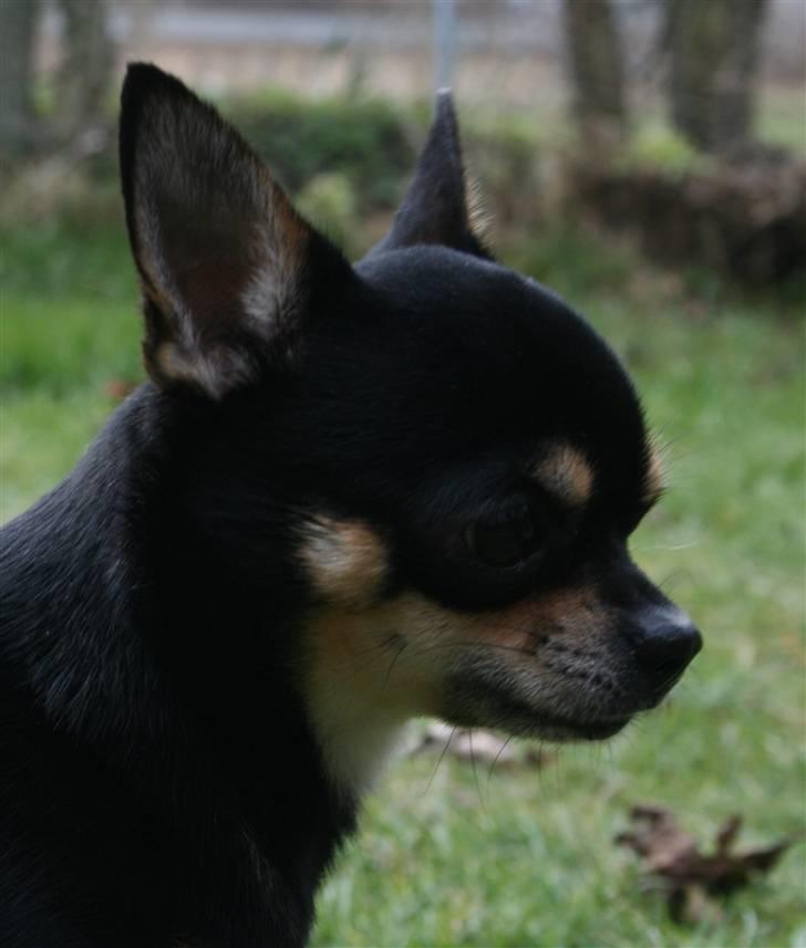 Chihuahua                   Zubin   billede 5