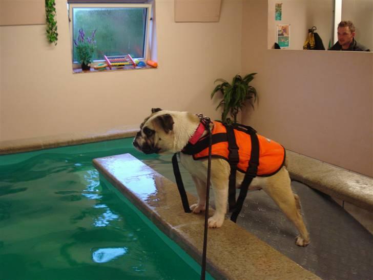 Engelsk bulldog Fiona RIP  - Baywatch Sild !! billede 3