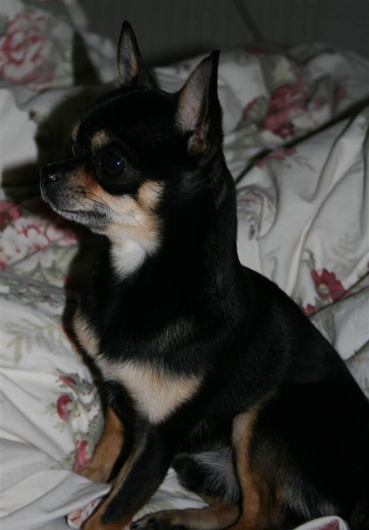 Chihuahua                   Zubin   billede 7