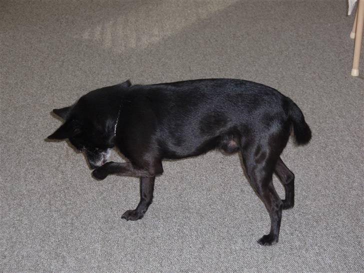 Blanding af racer Conrad billede 3