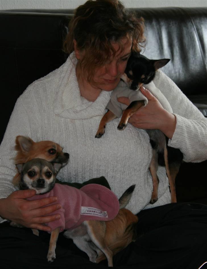 Chihuahua                   Zubin   billede 9