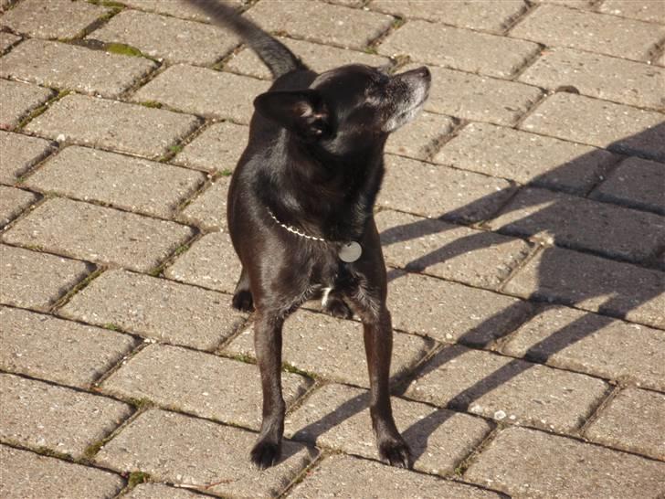 Blanding af racer Conrad billede 5