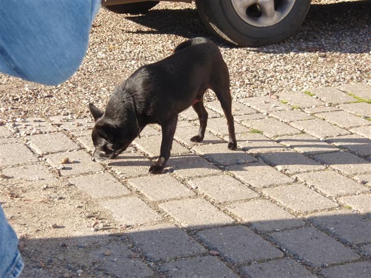 Blanding af racer Conrad billede 6