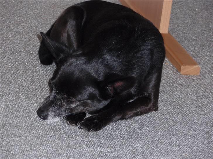 Blanding af racer Conrad billede 7