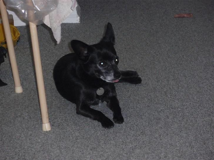 Blanding af racer Conrad billede 8