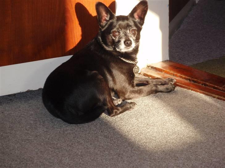 Blanding af racer Conrad billede 10