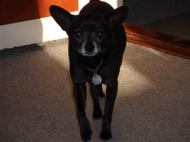 Blanding af racer Conrad billede 11