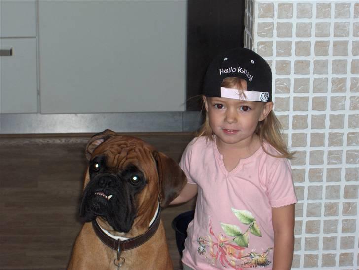 Boxer Rocko ( død 2014 ) - Så er vi seje ;) billede 8