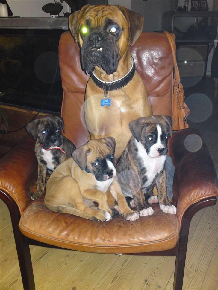 Boxer Rocko ( død 2014 ) - Råhygge på sofaen billede 9