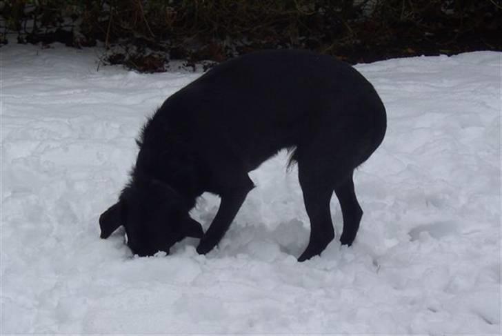 Blanding af racer Sigurd RIP - Det er altså tarveligt at gemme godbidderne i sneen!! billede 14