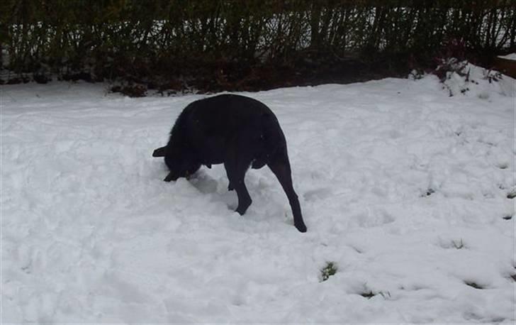 Blanding af racer Sigurd RIP - Hvor er den?? billede 15