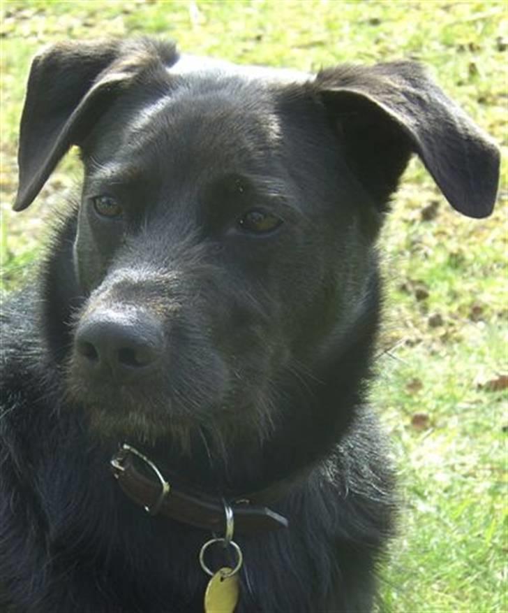 Blanding af racer Sigurd RIP - Hov, hvor gik Far hen?? billede 16