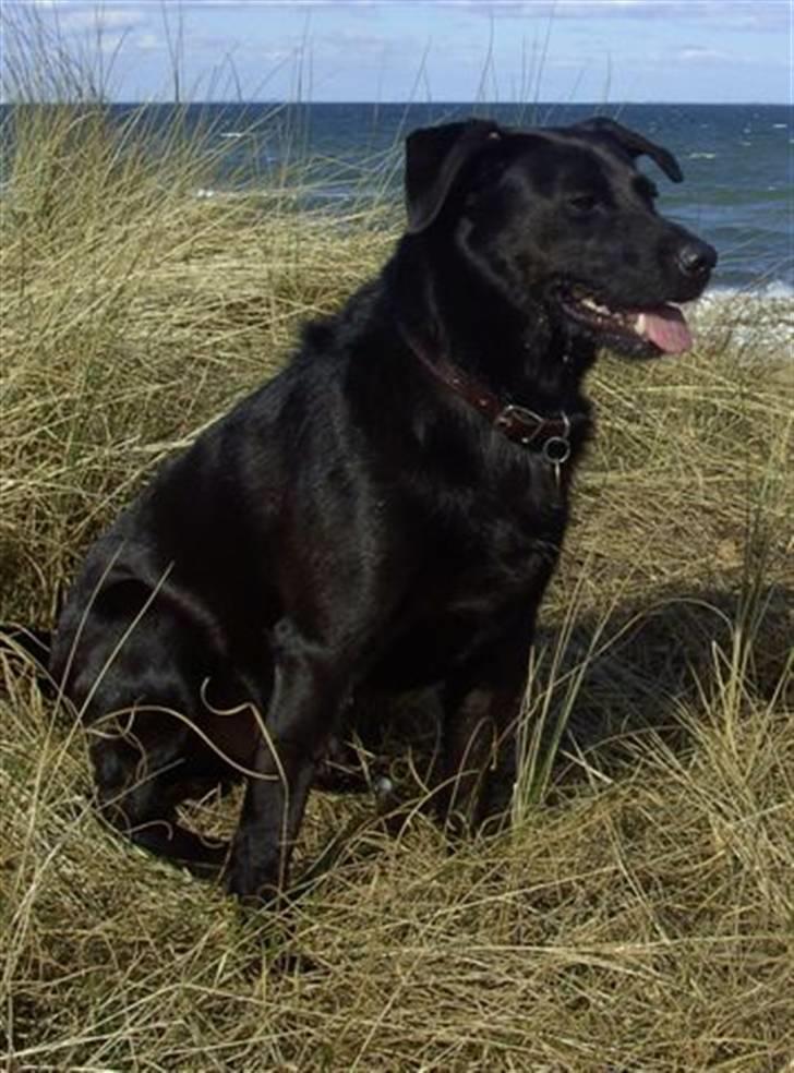 Blanding af racer Sigurd RIP - Sigurd´s yndlingssted...stranden billede 17