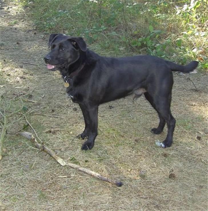 Blanding af racer Sigurd RIP - I skoven billede 18