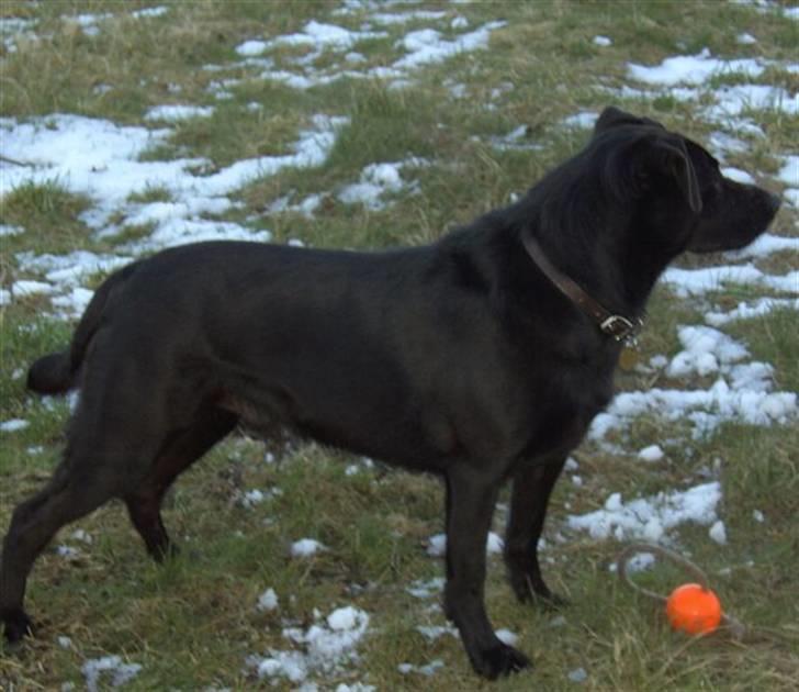 Blanding af racer Sigurd RIP - Hov!! En lyd!!?? billede 19